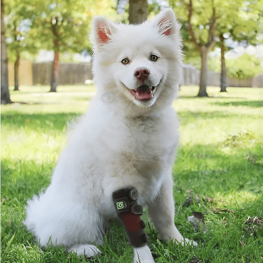 LED Light Therapy Wrap for Dogs