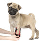 Dog using Medical Grade Dog Infrared Red Light Therapy Leg Wrap - USB Rechargeable - The Squeaky Toy